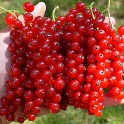 Смородина красная РЕД ПУЛ  Смородина красная РЕД ПУЛ в Королеве