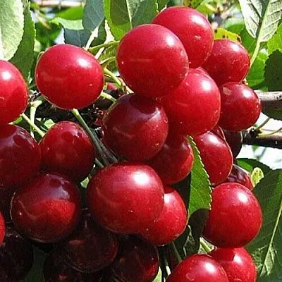 Вишня ГЛУБОКСКАЯ  Вишня ГЛУБОКСКАЯ в Королеве