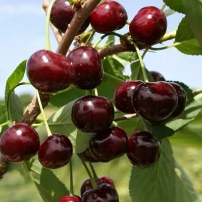 Вишня ГРИОТ БЕЛОРУССКИЙ  Вишня ГРИОТ БЕЛОРУССКИЙ в Королеве