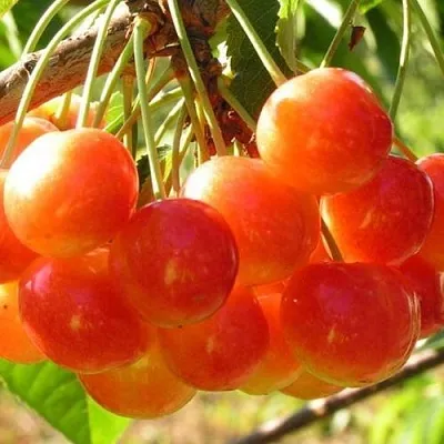 Черешня СОПЕРНИЦА  Черешня СОПЕРНИЦА в Королеве