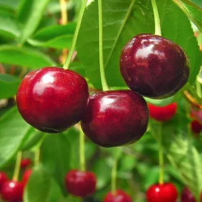 Вишня УЙФЕХЕРТОЙ ФЮРТОШ  Вишня УЙФЕХЕРТОЙ ФЮРТОШ в Королеве