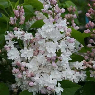 Сирень КРАСАВИЦА МОСКВЫ  Сирень КРАСАВИЦА МОСКВЫ в Королеве