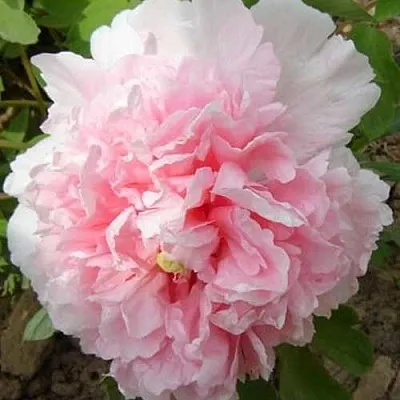 Пион БУКЕТ РОЗОВЫХ ГВОЗДИК древовидный в Королеве