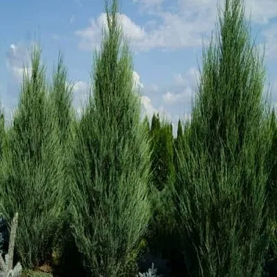 Можжевельник СКАЙРОКЕТ скальный в Королеве