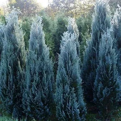 Кипарисовик ДАРТС БЛЮ РИББОН лавсона  Кипарисовик ДАРТС БЛЮ РИББОН лавсона в Королеве