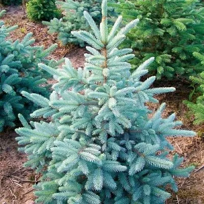 Ель КЕЙБАБ колючая  Ель КЕЙБАБ колючая в Королеве