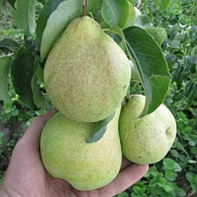 Груша КУДЕСНИЦА  Груша КУДЕСНИЦА в Королеве