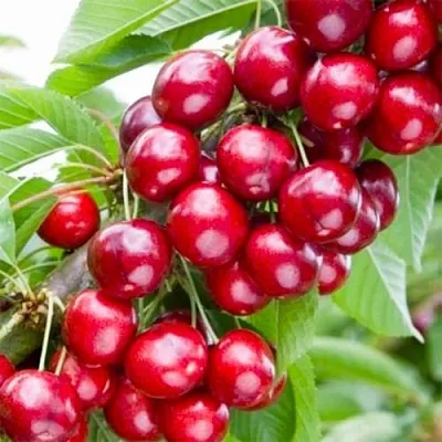 Вишня МАЛЮТКА колонновидная  Вишня МАЛЮТКА колонновидная в Королеве