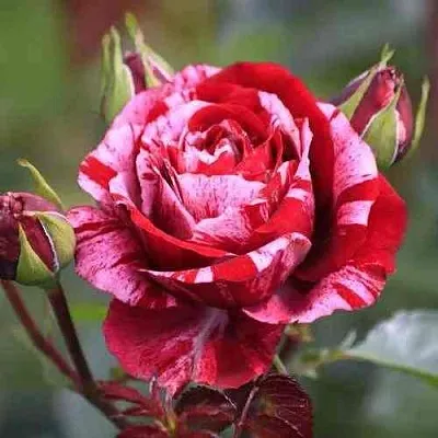 Саженцы роз ДИП ИМПРЕШН флорибунда в Королеве