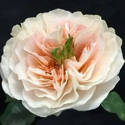 Саженцы роз ЧАРИТИ английская  Саженцы роз ЧАРИТИ английская в Королеве