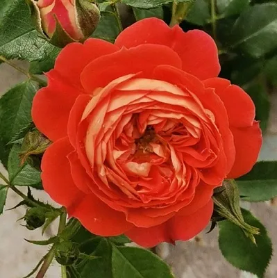 Саженцы роз СТАРЛЕТ РОУЗ КАРМЕН плетистая  Саженцы роз СТАРЛЕТ РОУЗ КАРМЕН плетистая в Королеве