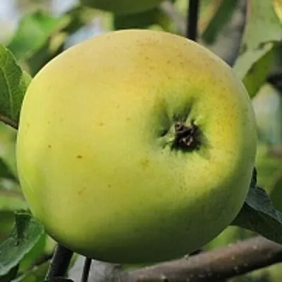 Яблоня РОССИЯНКА  Яблоня РОССИЯНКА в Королеве