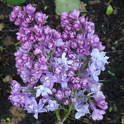 Сирень НАДЕЖДА  Сирень НАДЕЖДА в Королеве