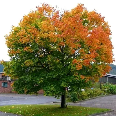 Клен остролистный  Клен остролистный в Королеве