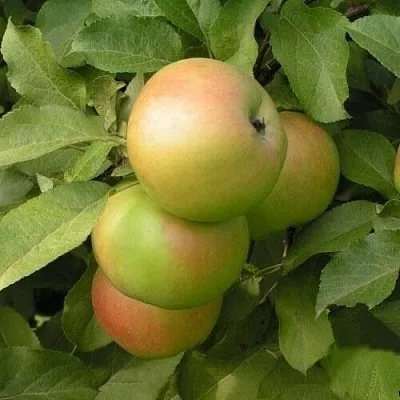 Яблоня ВЕРБНОЕ  Яблоня ВЕРБНОЕ в Королеве