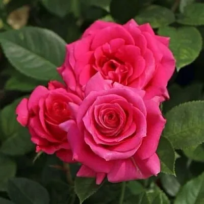 Саженцы роз ЛАВ ЛЕТТЕР флорибунда  Саженцы роз ЛАВ ЛЕТТЕР флорибунда в Королеве