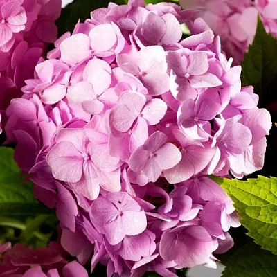 Гортензия БУКЕТ РОУЗ крупнолистная  Гортензия БУКЕТ РОУЗ крупнолистная в Королеве