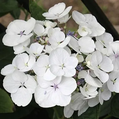Гортензия ЛИБЕЛЛЕ крупнолистная  Гортензия ЛИБЕЛЛЕ крупнолистная в Королеве