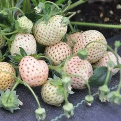 Клубника АНАНАСА ремонтантная в Королеве