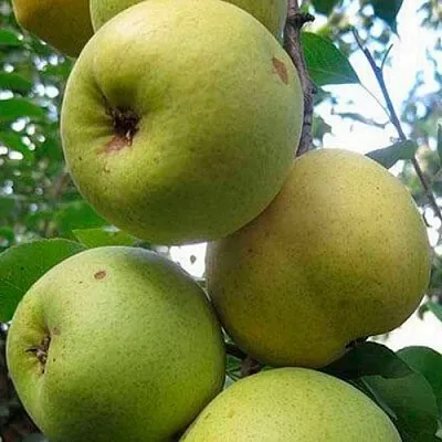 Груша РОГНЕДА  Груша РОГНЕДА в Королеве