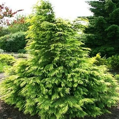 Кипарисовик САНКИСТ лавсона  Кипарисовик САНКИСТ лавсона в Королеве