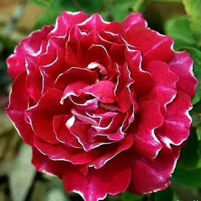 Саженцы роз БАРОН ЖИРО ДЕ ЛЕН ремонтантная в Королеве