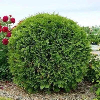 Туя ВУДВАРДИ западная в Королеве