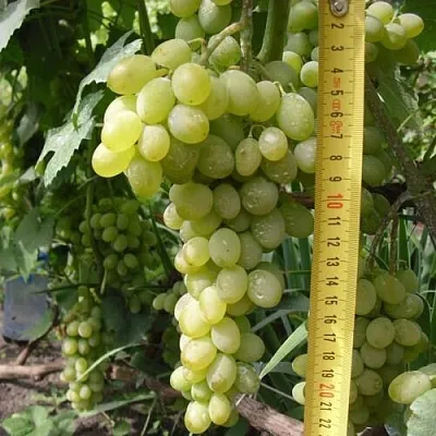 Виноград АНАНАСНЫЙ РАННИЙ  Виноград АНАНАСНЫЙ РАННИЙ в Королеве