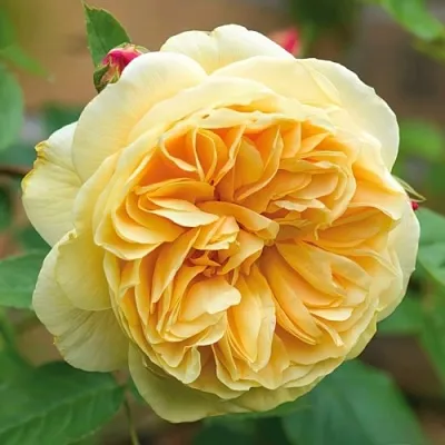 Саженцы роз ТИЗИНГ ДЖОРДЖИЯ английская  Саженцы роз ТИЗИНГ ДЖОРДЖИЯ английская в Королеве