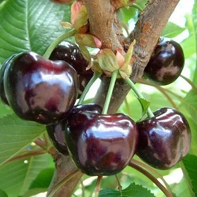 Черешня МУСКАТНАЯ  Черешня МУСКАТНАЯ в Королеве