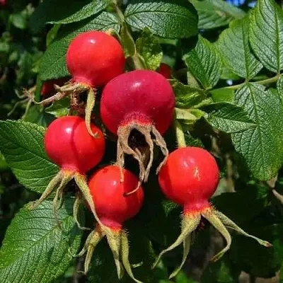 Шиповник ВИТАМИННЫЙ ВНИВИ  Шиповник ВИТАМИННЫЙ ВНИВИ в Королеве