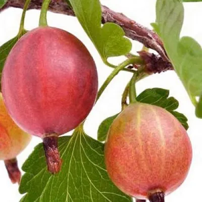 Крыжовник ЯРКИЙ  Крыжовник ЯРКИЙ в Королеве