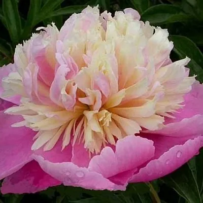 Пион ВЕСЕННЯЯ ПАЛИТРА травянистый в Королеве