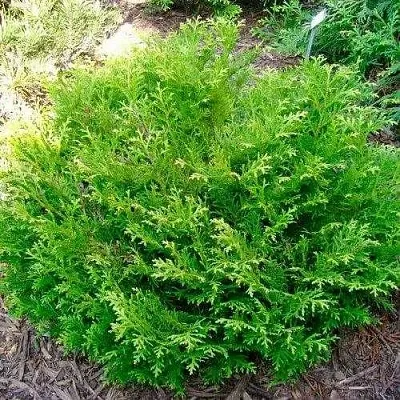 Туевик НАНА долотовидный   Туевик НАНА долотовидный  в Королеве