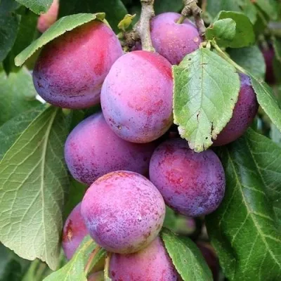 Слива БЛЮ СВИТ колонновидная  — описание сорта Слива БЛЮ СВИТ колонновидная  в Королеве