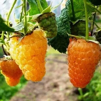 Малина ОРАНЖЕВОЕ ЧУДО  Малина ОРАНЖЕВОЕ ЧУДО в Королеве