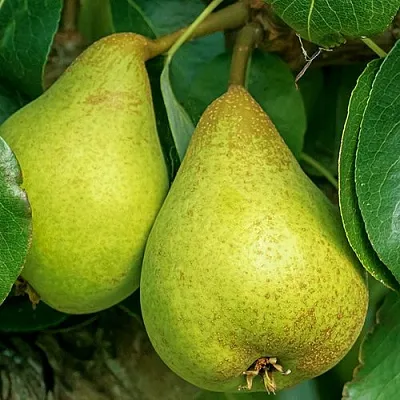 Груша Г-6 колонновидная  Груша Г-6 колонновидная в Королеве