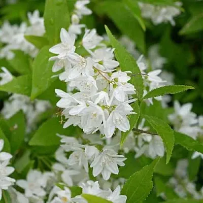 Дейция шершавая  Дейция шершавая в Королеве