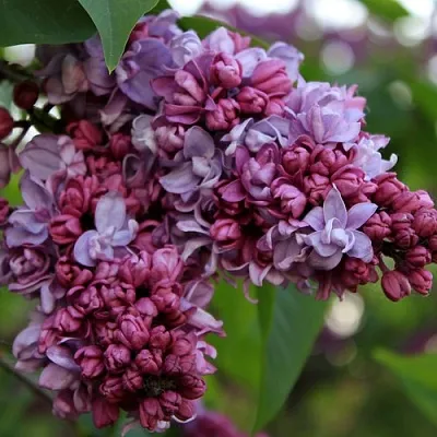 Сирень П.П.КОНЧАЛОВСКИЙ  Сирень П.П.КОНЧАЛОВСКИЙ в Королеве