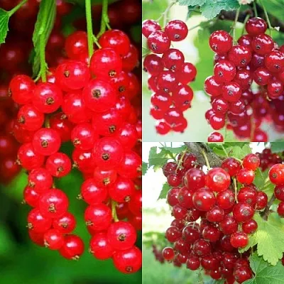 Комплект КРАСНЫЙ УРОЖАЙ в Королеве