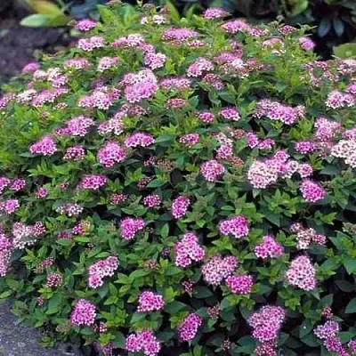 Спирея ЛИТЛ ПРИНЦЕСС японская  Спирея ЛИТЛ ПРИНЦЕСС японская в Королеве