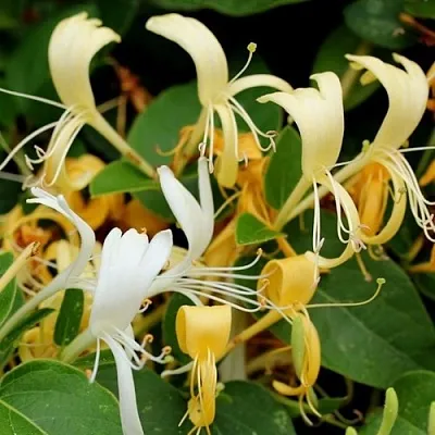 Жимолость ХАЛЛИАНА японская (Хелиана)  Жимолость ХАЛЛИАНА японская (Хелиана) в Королеве