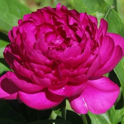 Пион БАРХАТ НОЧИ травянистый в Королеве
