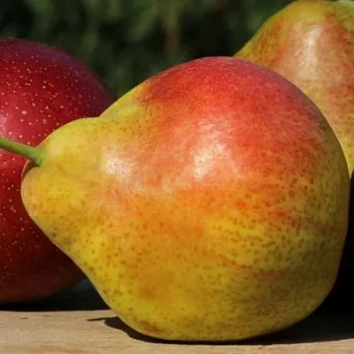 Груша ТАТЬЯНА  Груша ТАТЬЯНА в Королеве