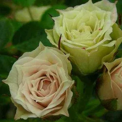 Саженцы роз ГРИН ДАЙМОНД миниатюрная в Королеве