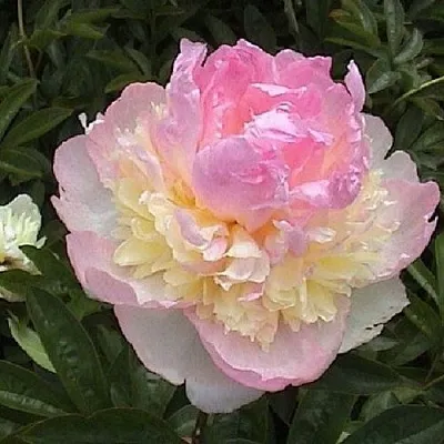 Пион РАСБЕРРИ САНДЕЙ травянистый  Пион РАСБЕРРИ САНДЕЙ травянистый в Королеве