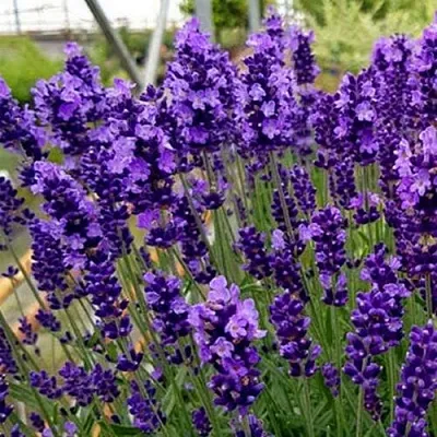 Лаванда ХИДКОТ БЛЮ узколистная  Лаванда ХИДКОТ БЛЮ узколистная в Королеве