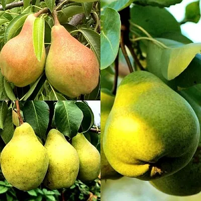 Комплект НАСТОЯЩИЙ ВОСТОРГ в Королеве