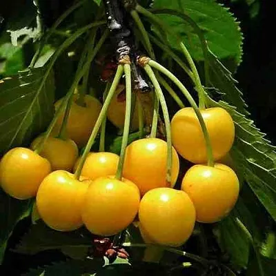 Черешня ЧЕРМАШНАЯ  Черешня ЧЕРМАШНАЯ в Королеве