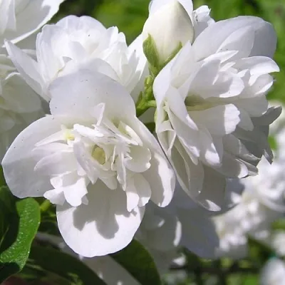 Жасмин ЖИРАНДОЛЬ  Жасмин ЖИРАНДОЛЬ в Королеве